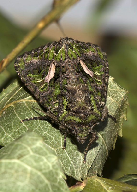 Trachea atriplicis - Noctuidae